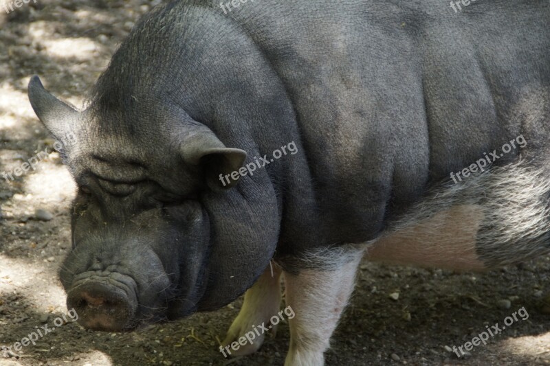 Pot Bellied Pig Pig Ponderous Thick Skin