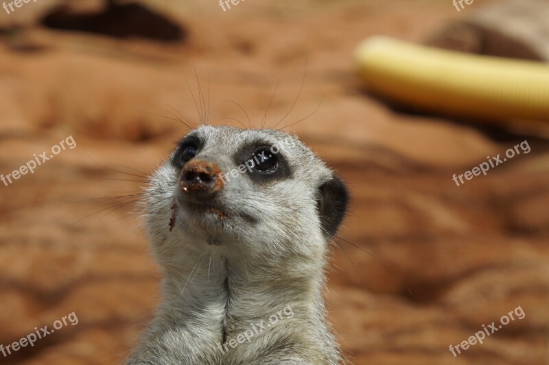 Meerkat Head Portrait Face Close Up