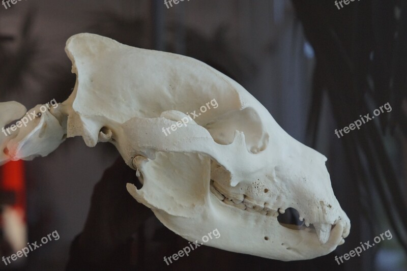 Skull Bear Skull Bear Brown Bear Foot