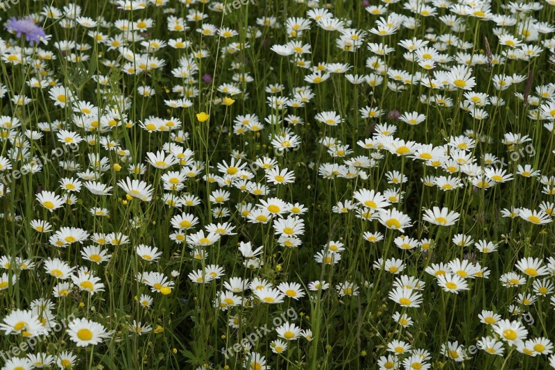 Daisies Meadow Summer Meadow Flower Meadow Grass