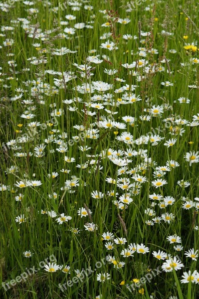 Daisies Meadow Summer Meadow Flower Meadow Grass