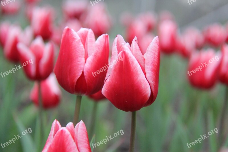 Tulips Sea Of Flowers Flowers Love Red Tulips