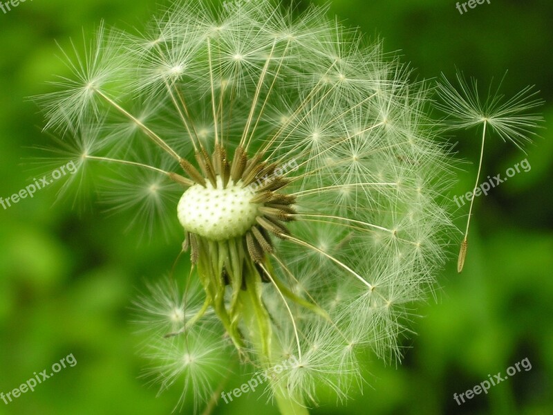 Dandelion Taraxacum Officinale Nuns Lactarius Sonchus Oleraceus