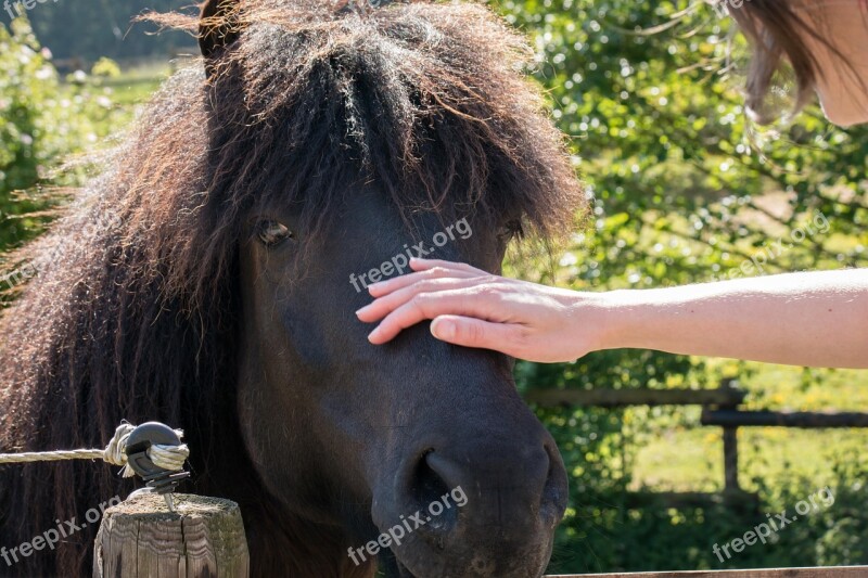 Horse Contact Stroke Mane Love For Animals