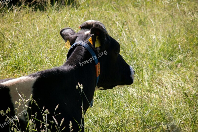 Cow Meadow Animal Livestock Cattle