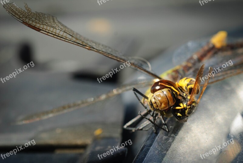 Dragonfly Wasp Nature Close Up Insect