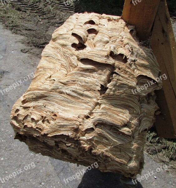 Hornissennest Hornets Nest Large Close Up