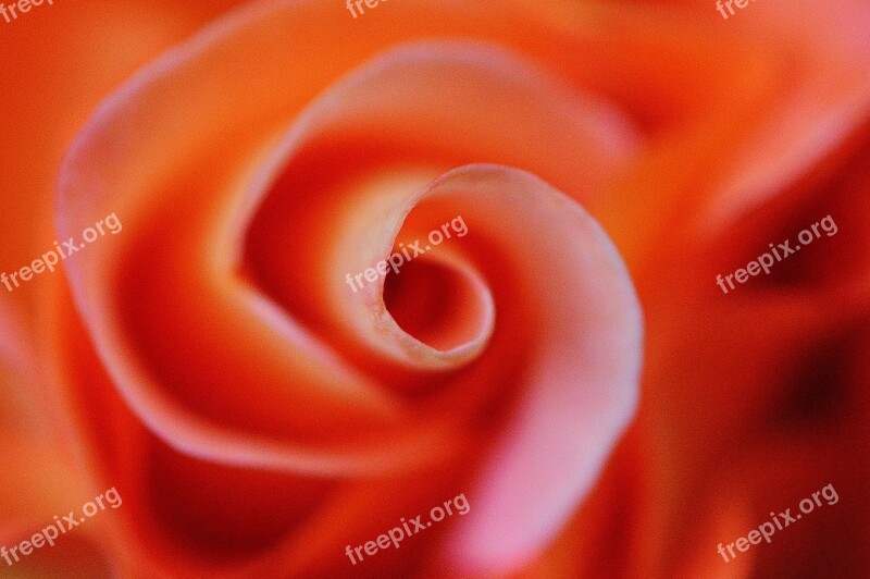 Rose Orange Background Image Rose Bloom Blossom