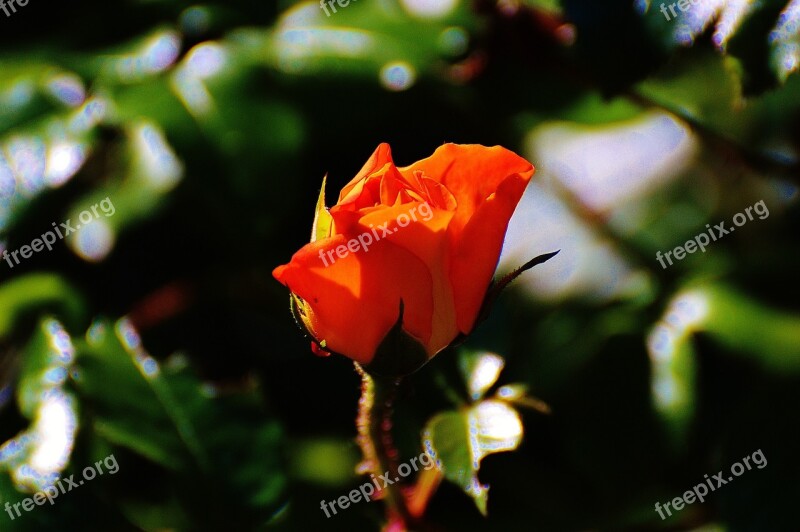 Rose Orange Plant Flower Blossom