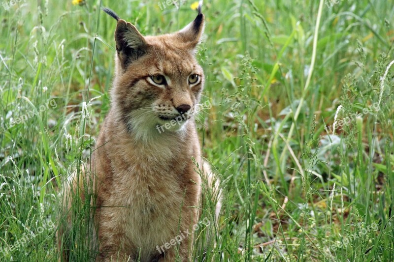 Lynx Zoo Big Cat Nature Animal World