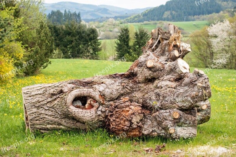 Tree Log Eifel Mountains Gnarled