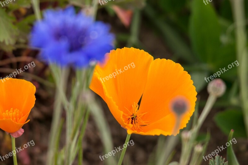 Poppy Cornflower Gold Poppy Eschscholzia Californica Kaliforniamohn