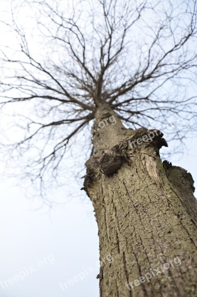 Tree Withered Yang Shot Tree Free Photos