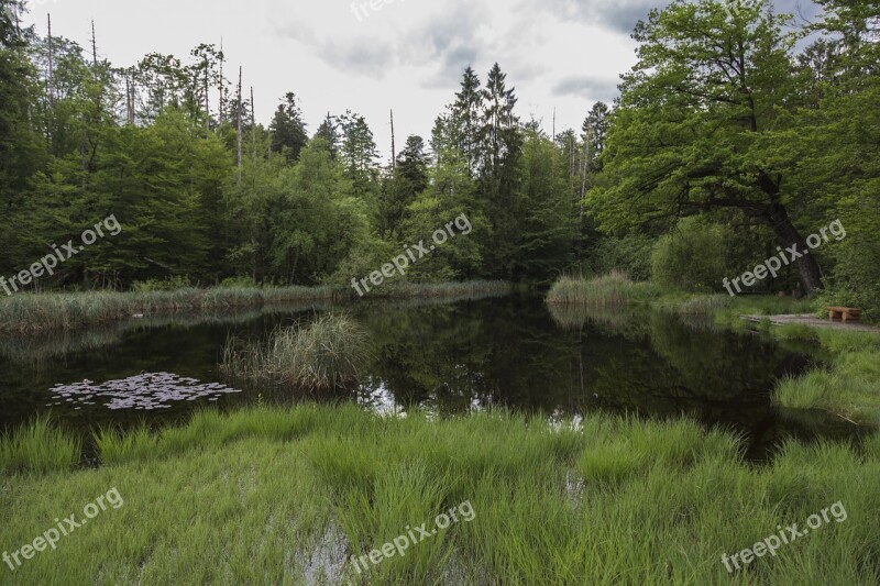 Moor Moorland Swamp Nature Conservation Wetland