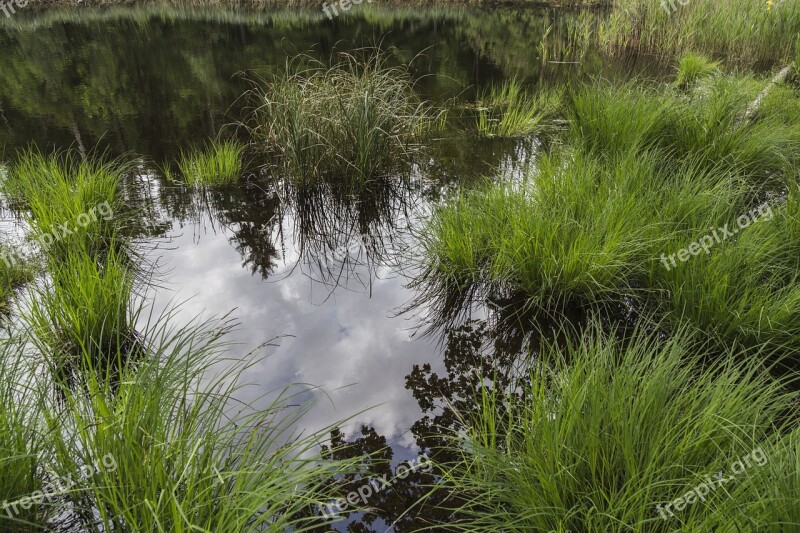 Moor Moorland Swamp Nature Conservation Wetland