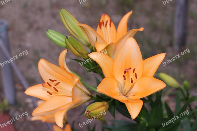 Lily Orange Flower Bunch Of Flowers Free Photos