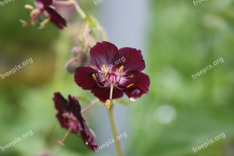 Purple Brown Storchschnabel Front View Dewdrop Free Photos