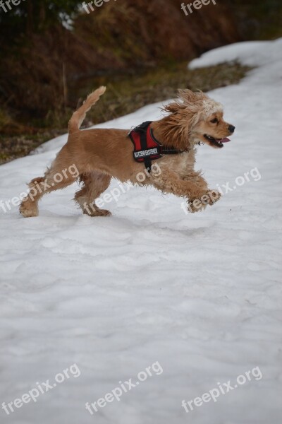 American Cocker Cocker Spaniel Sweet Animal Dog