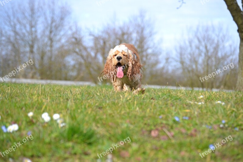 American Cocker Cocker Spaniel Sweet Animal Dog