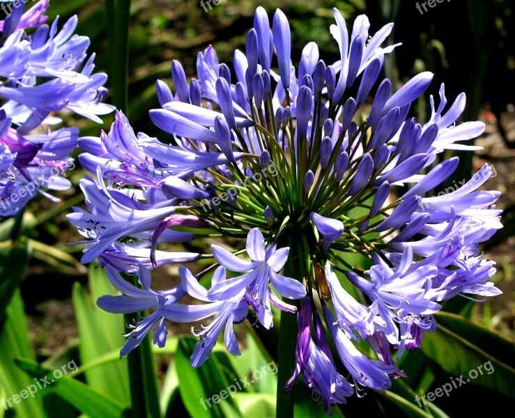 Blue Flower Blossom Petals Nature