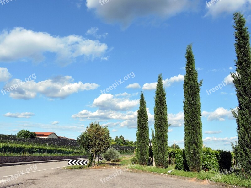 Cypress Trees Cloud Sky Green Nature