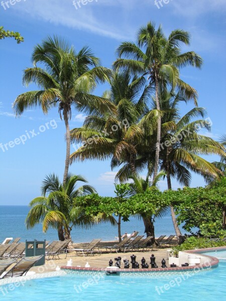 Tropical Palm Trees Pool Summer Free Photos