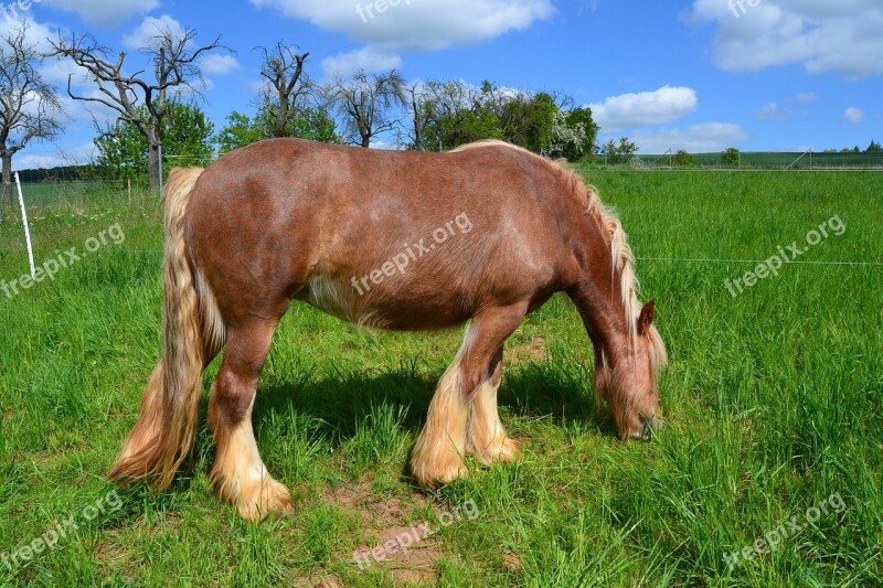 Horse Pasture Graze Meadow Coupling