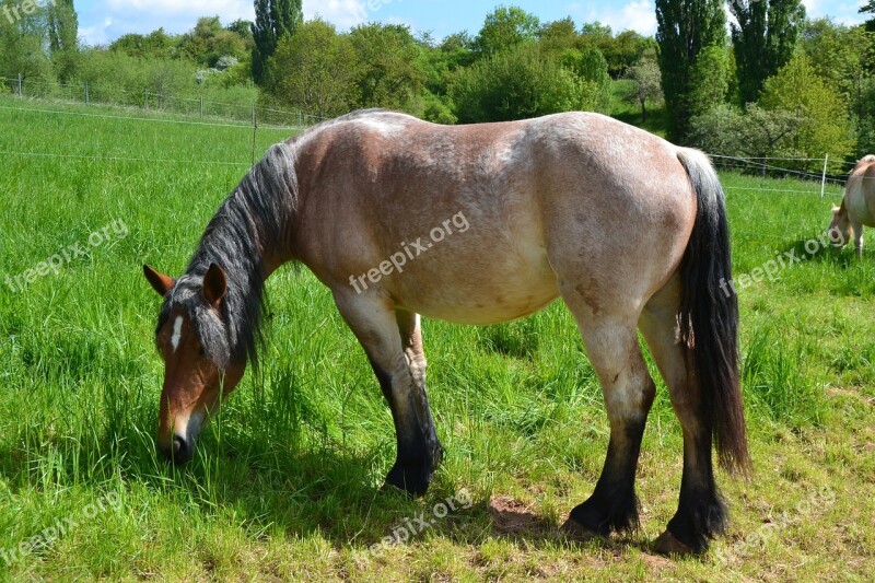 Horse Pasture Coupling Graze Nature