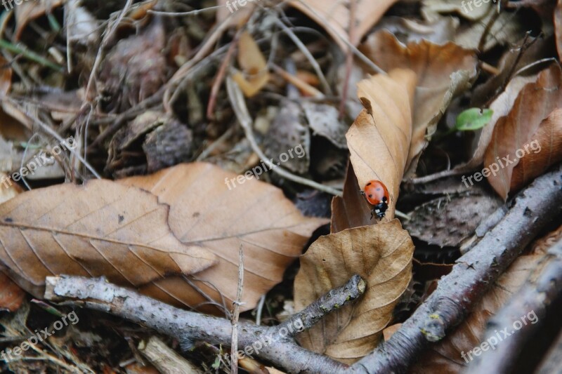 Ladybug Leaves Autumn Close Up Animals