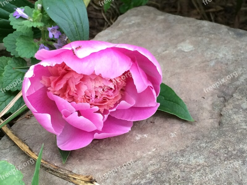 Peony Pink Flower Floral Nature