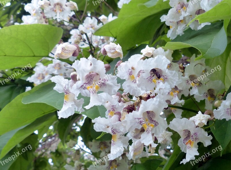 Tree Catalpa Blossom Bee Leaves