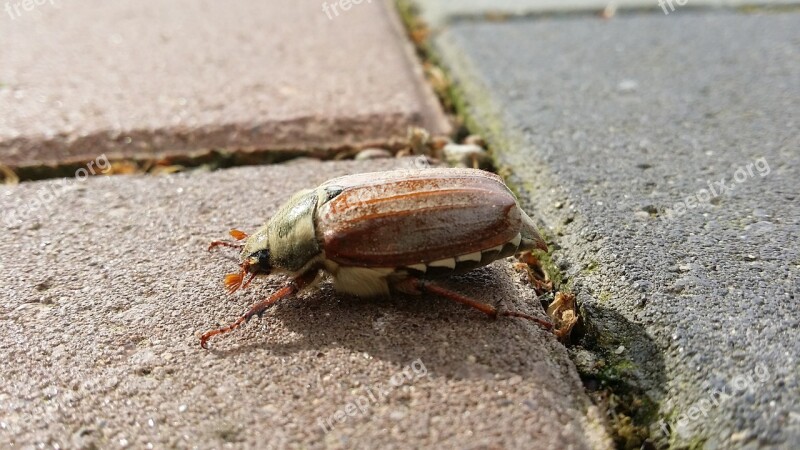 Maikäfer Crawl Animal Chafer Insect