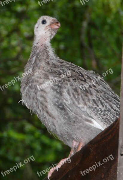 Guinea Keet Guinea Fowl Guineahen Free Photos