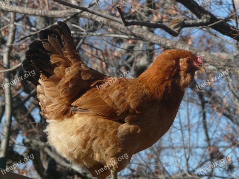 Hen Chicken Poultry Free Photos