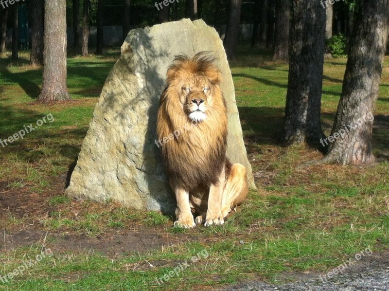 Lion Animals Predator Africa Animal World