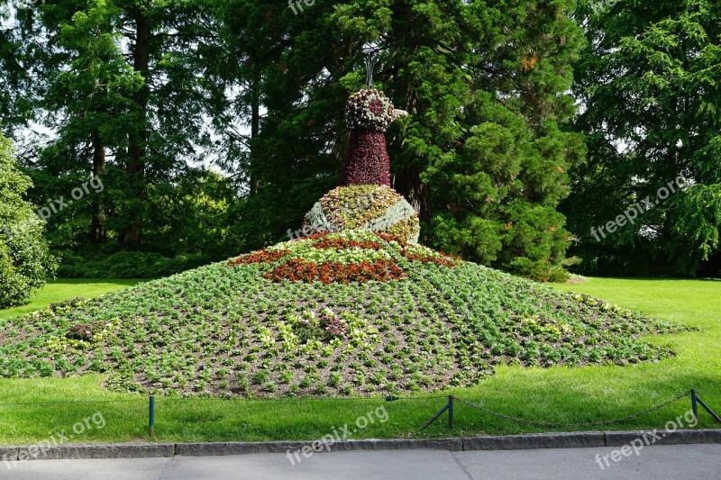 Flowers Peacock Mainau Nature Beautiful