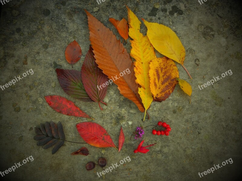 Autumn Leaves Leaf Nature Fall