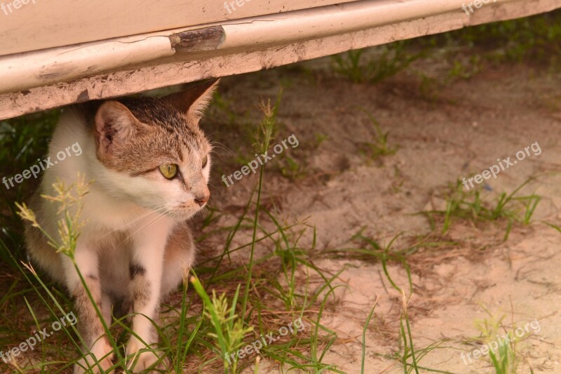 A Cat Staring Cat Animal Cute Domestic