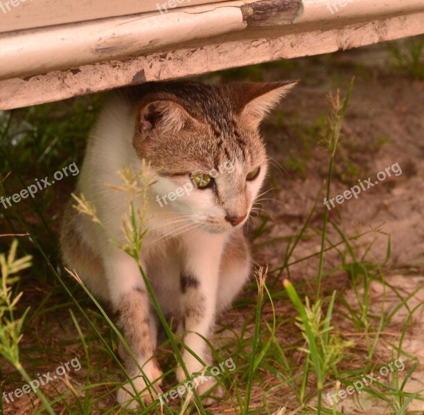 A Cat Stares Cute White Animal