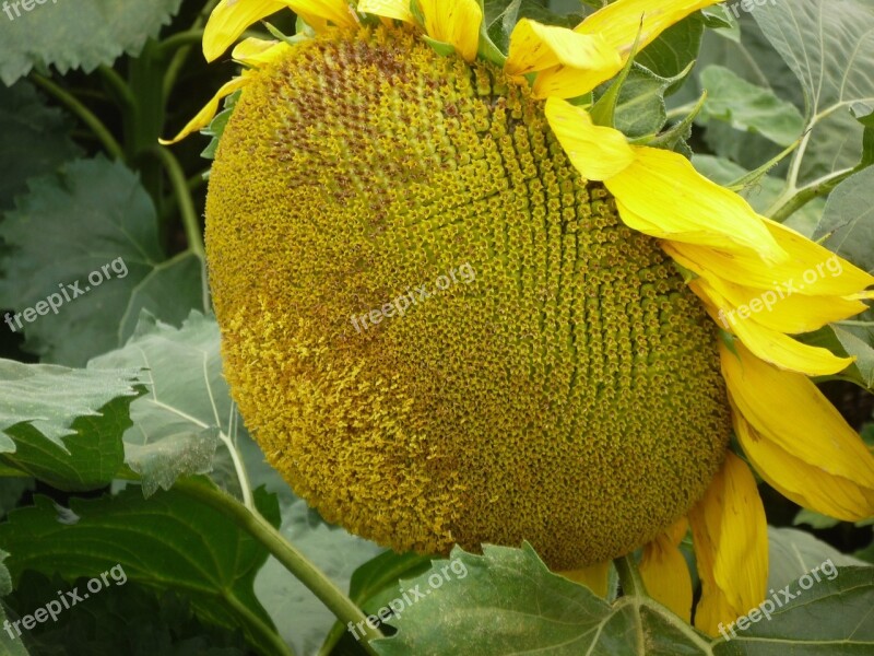 Sunflower Flower Alive Free Photos