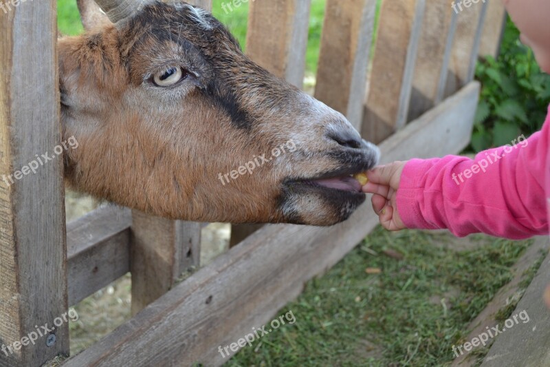 Feeding Zoo Animal Pet Goat