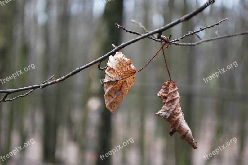 Leaf Autumn Gray Free Photos