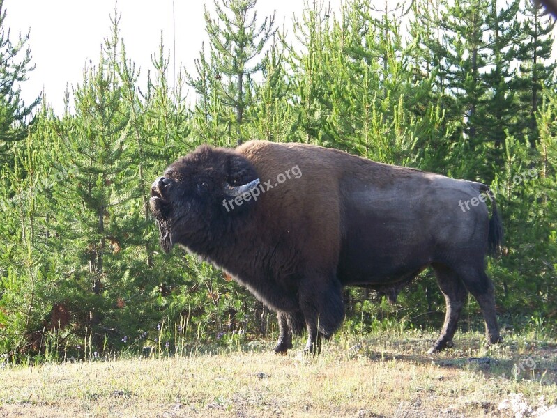 Bison Wyoming Yellowstone Wildlife Mammal