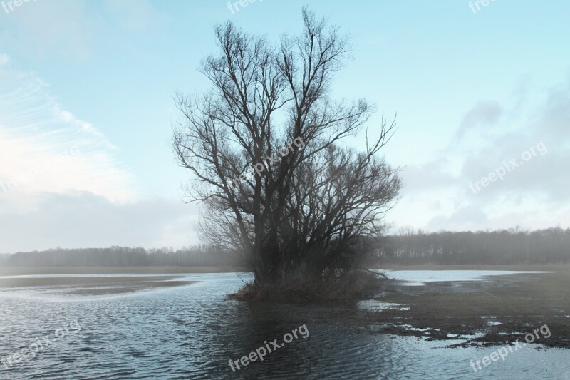 Tree Lake Landscape Lonely Sky