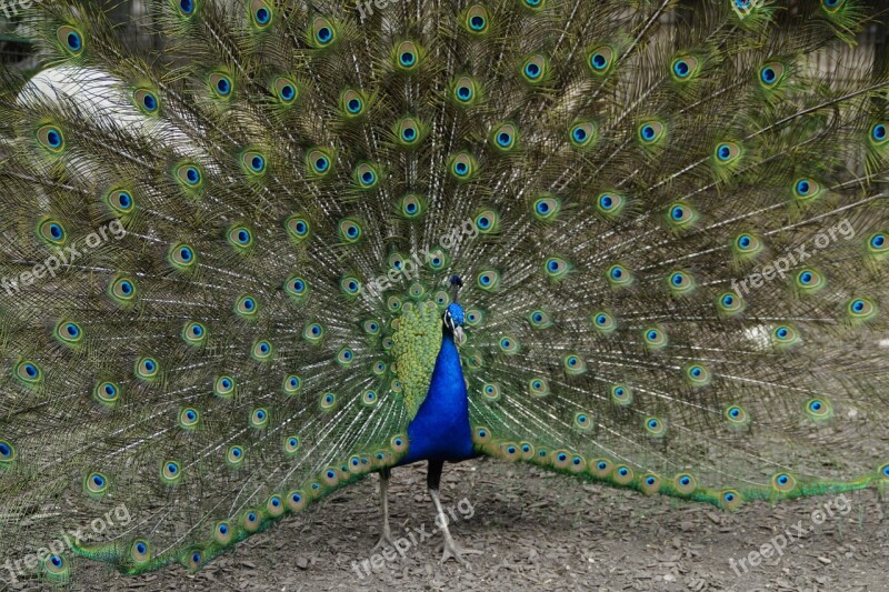 Peacock Beat Rad Peacock Wheel Bird Feather