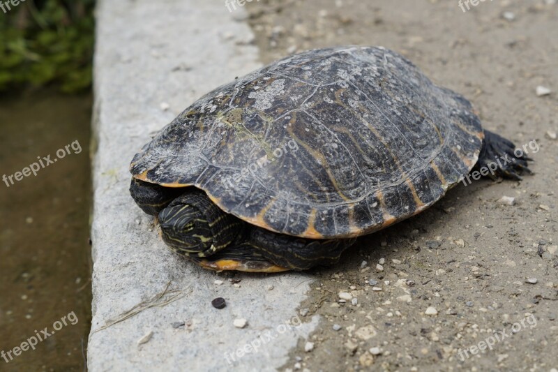 Turtle Head Drawing Animal Portrait