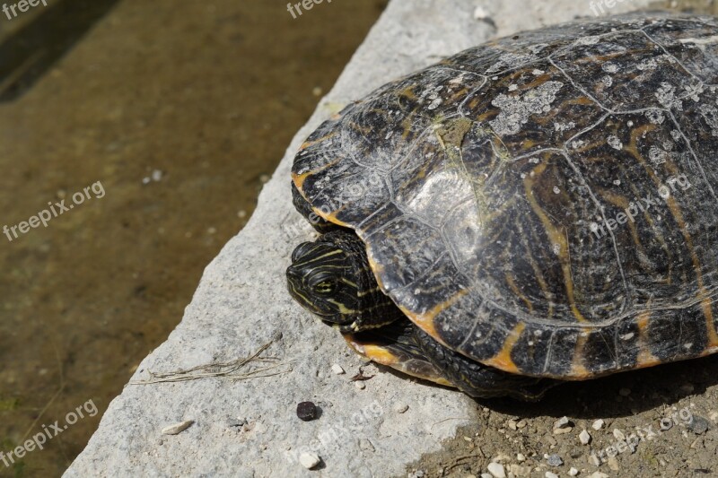 Turtle Head Drawing Animal Portrait