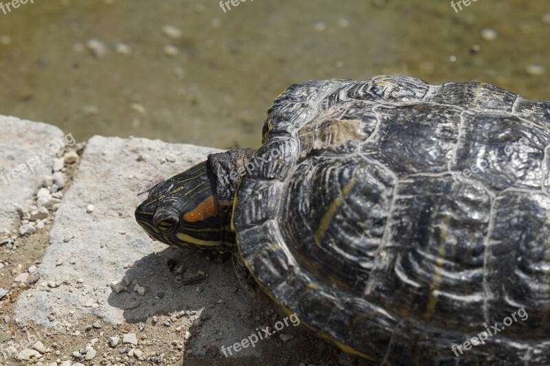 Turtle Water Turtle Bask Panzer Tortoise Shell