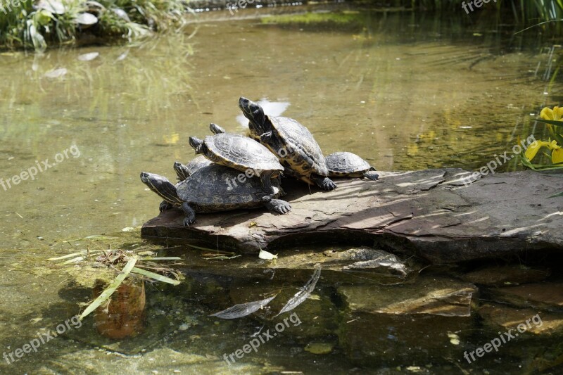 Turtles Bask On The Water On The Shore Many