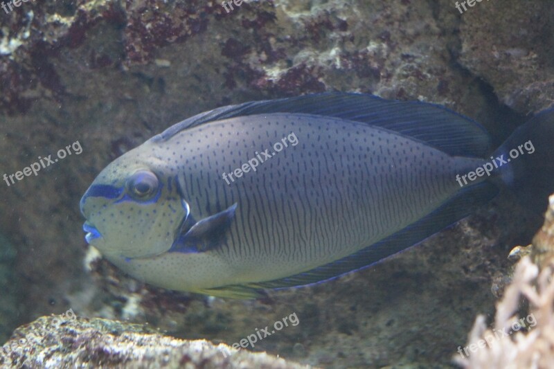 Triggerfish Fish Aquarium Water Creature Underwater World